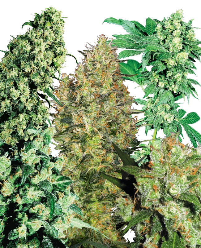Indoor Mix Regular (Sensi Seeds) – Pflanze