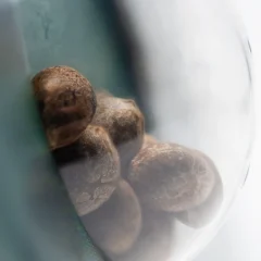 Early Girl Regular (Sensi Seeds) – Samen und Produktdetail