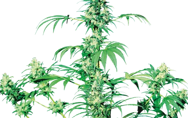Early Girl Regular (Sensi Seeds) – Pflanze