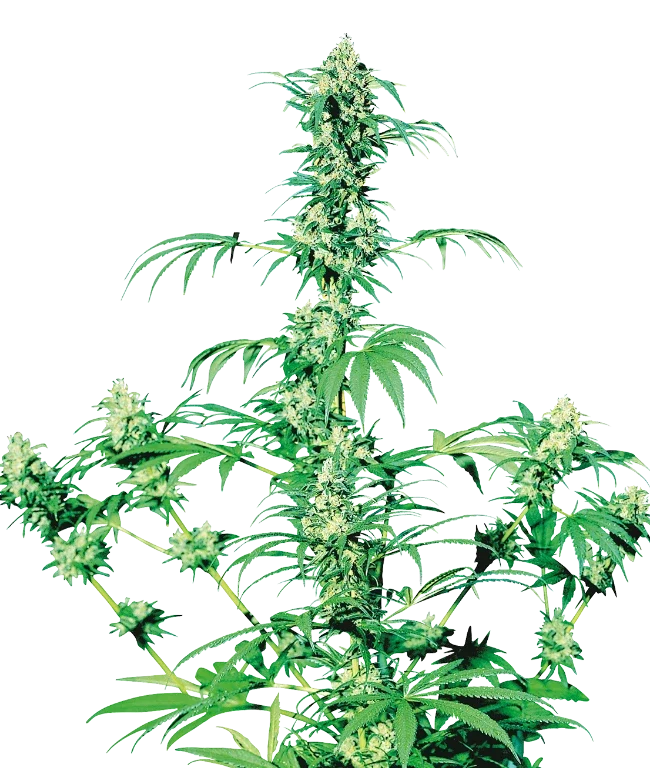 Early Girl Regular (Sensi Seeds) – Pflanze