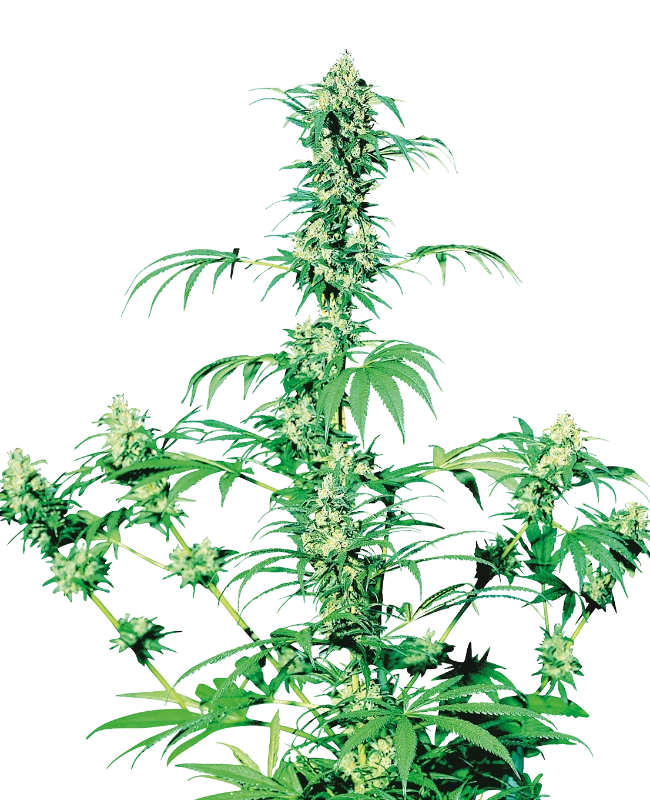 Early Girl Regular (Sensi Seeds) – Pflanze