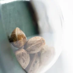 Early Pearl Regular (Sensi Seeds) – Samen und Produktdetail