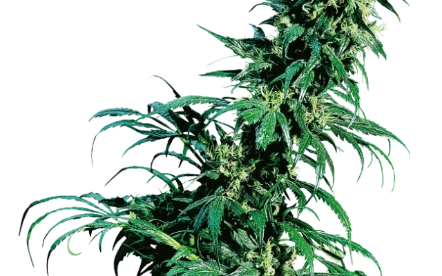 Early Pearl Regular (Sensi Seeds) – Pflanze