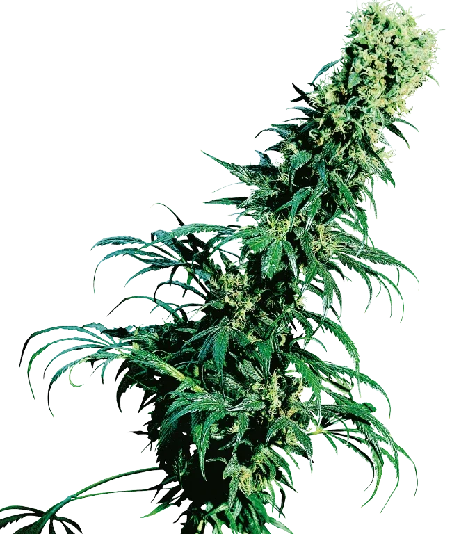 Early Pearl Regular (Sensi Seeds) – Pflanze