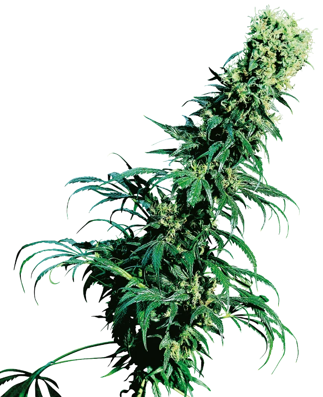Early Pearl Regular (Sensi Seeds) – Pflanze