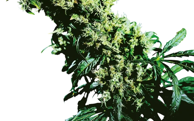Northern Lights #5 x Haze Feminized (Sensi Seeds) – Pflanze