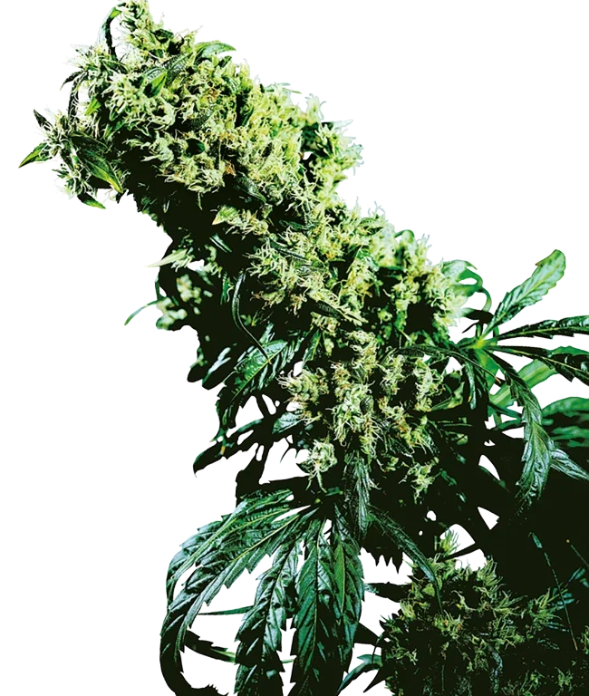 Northern Lights #5 x Haze Feminized (Sensi Seeds) – Pflanze