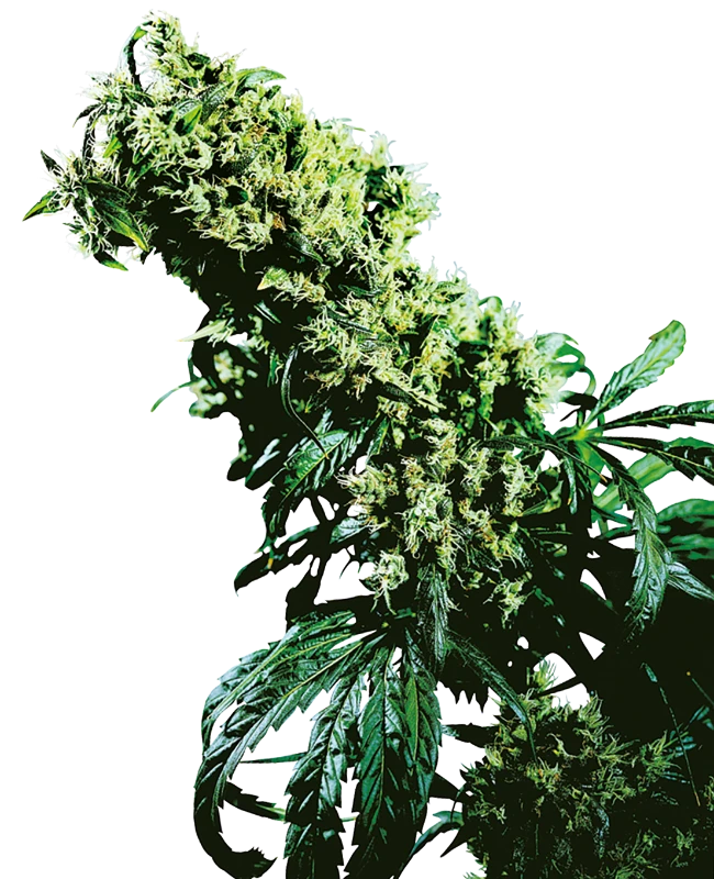 Northern Lights #5 x Haze Feminized (Sensi Seeds) – Pflanze