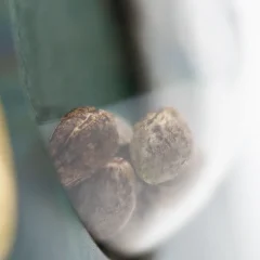 Shiva Skunk Regular (Sensi Seeds) – Samen und Produktdetail