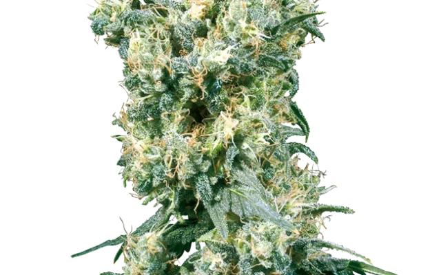 American Dream Regular (Sensi Seeds) – Pflanze