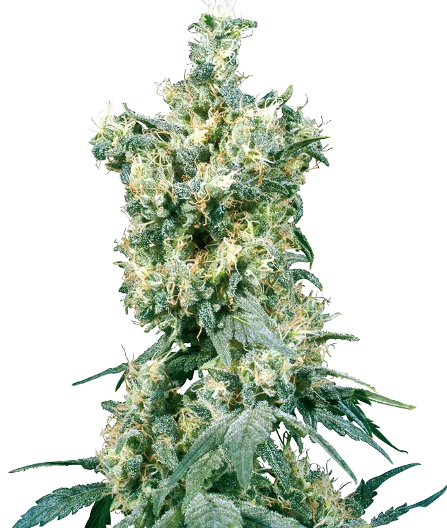 American Dream Regular (Sensi Seeds) – Pflanze