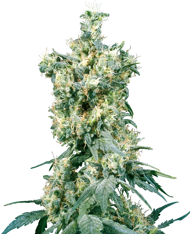 American Dream Regular (Sensi Seeds) – Pflanze