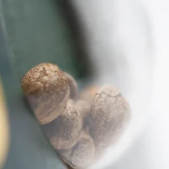 Mother's Finest Regular (Sensi Seeds) – Samen und Produktdetail