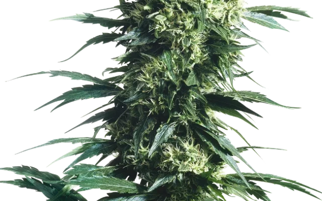Mother's Finest Regular (Sensi Seeds) – Pflanze