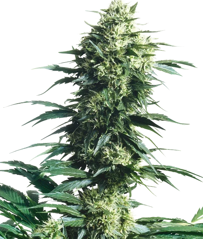 Mother's Finest Regular (Sensi Seeds) – Pflanze