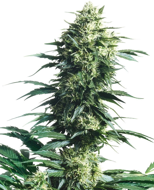 Mother's Finest Regular (Sensi Seeds) – Pflanze