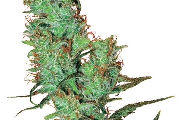 Jack Herer® Regular (White Label) – Pflanze