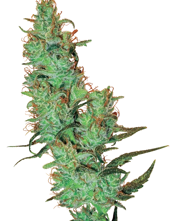 Jack Herer® Regular (White Label) – Pflanze