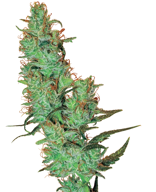 Jack Herer® Regular (White Label) – Pflanze