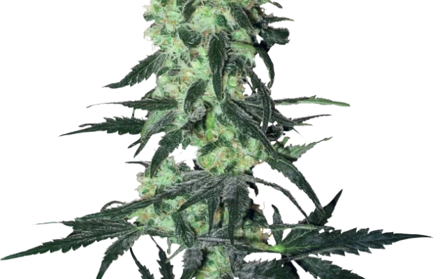 Amnesia White Regular (White Label) – Pflanze