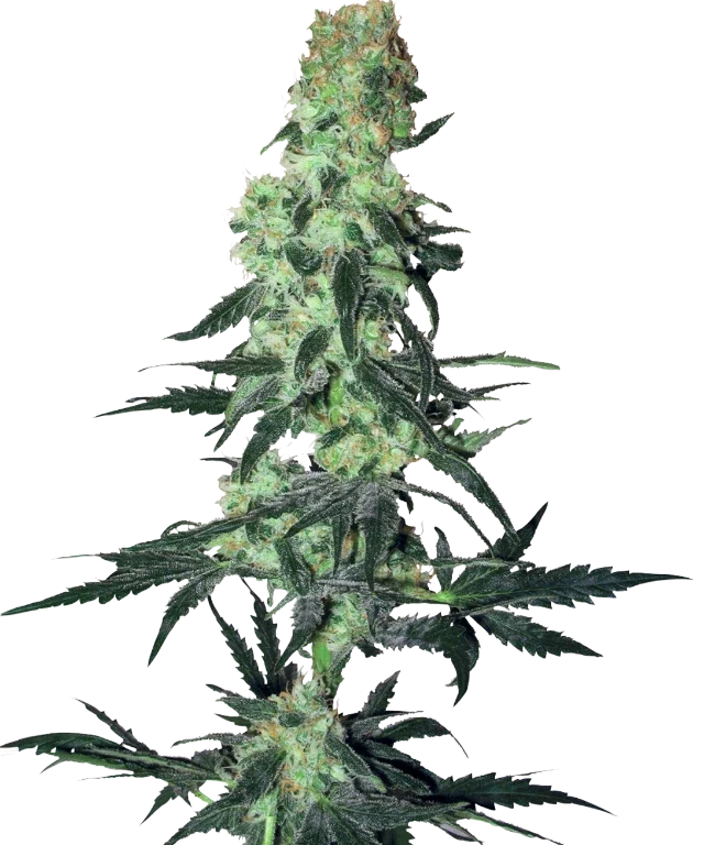 Amnesia White Regular (White Label) – Pflanze