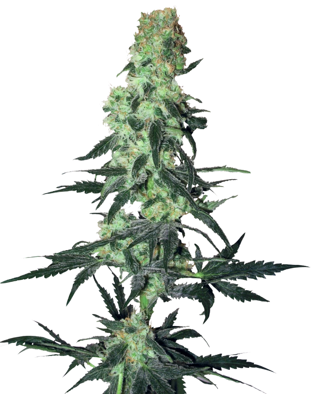 Amnesia White Regular (White Label) – Pflanze