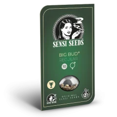 Big Bud Regular (Sensi Seeds) – Herstellerverpackung