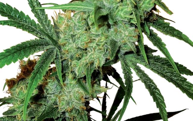 Fruity Juice Regular (Sensi Seeds) – Pflanze