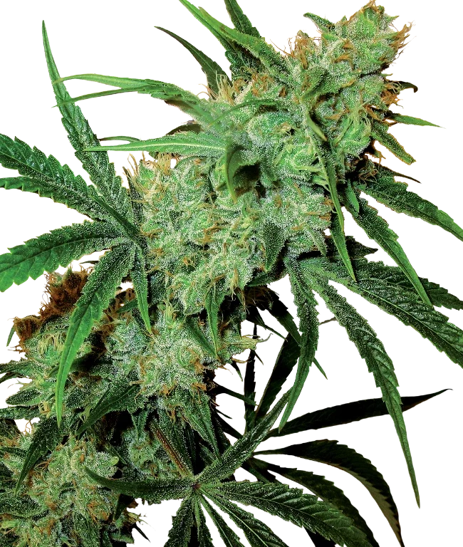 Fruity Juice Regular (Sensi Seeds) – Pflanze