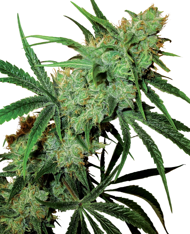 Fruity Juice Regular (Sensi Seeds) – Pflanze