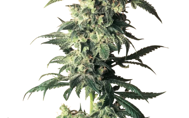Northern Lights Regular (Sensi Seeds) – Pflanze