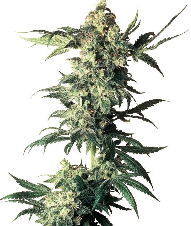 Northern Lights Regular (Sensi Seeds) – Pflanze