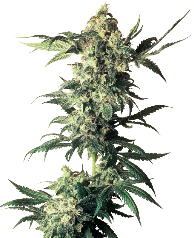 Northern Lights Regular (Sensi Seeds) – Pflanze