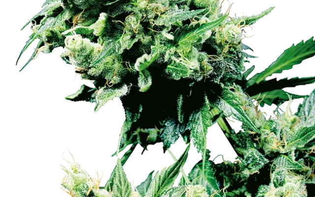 Hash Plant Regular (Sensi Seeds) – Pflanze