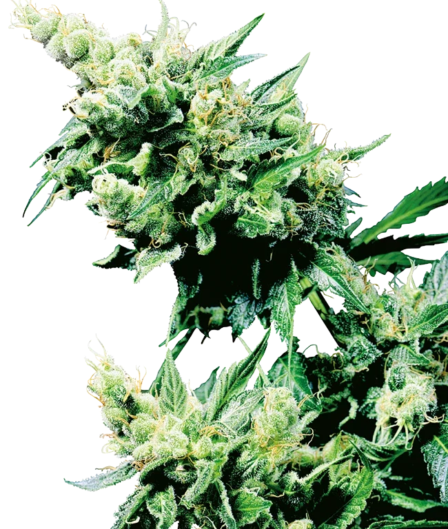 Hash Plant Regular (Sensi Seeds) – Pflanze