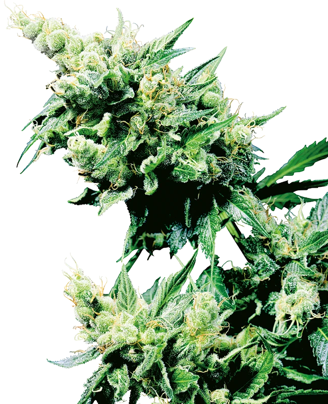 Hash Plant Regular (Sensi Seeds) – Pflanze