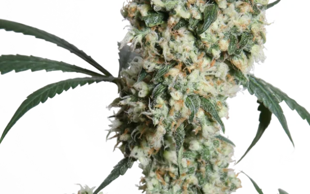 Ed Rosenthal Super Bud Regular (Sensi Seeds) – Pflanze