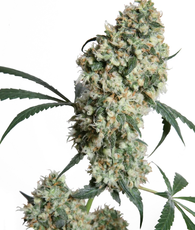 Ed Rosenthal Super Bud Regular (Sensi Seeds) – Pflanze