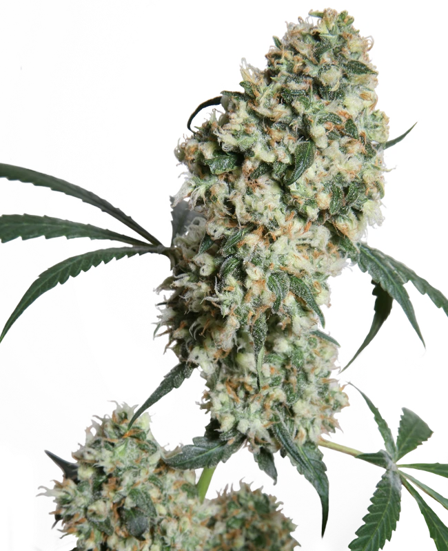 Ed Rosenthal Super Bud Regular (Sensi Seeds) – Pflanze