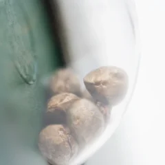 Mr Nice G13 X Hash Plant Regular (Sensi Seeds) – Samen und Produktdetail