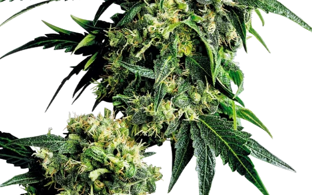 Mr Nice G13 X Hash Plant Regular (Sensi Seeds) – Pflanze