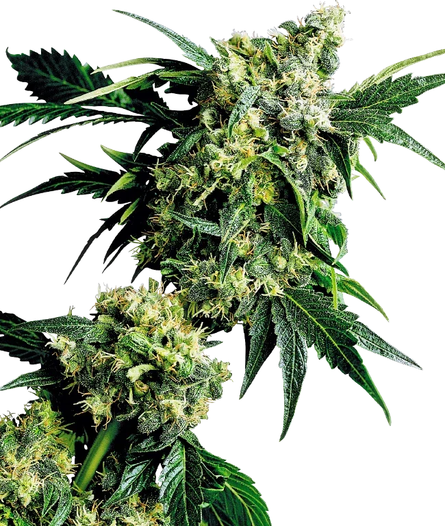 Mr Nice G13 X Hash Plant Regular (Sensi Seeds) – Pflanze