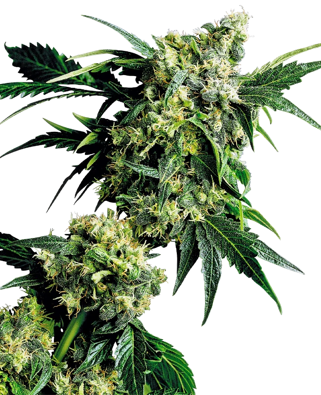 Mr Nice G13 X Hash Plant Regular (Sensi Seeds) – Pflanze