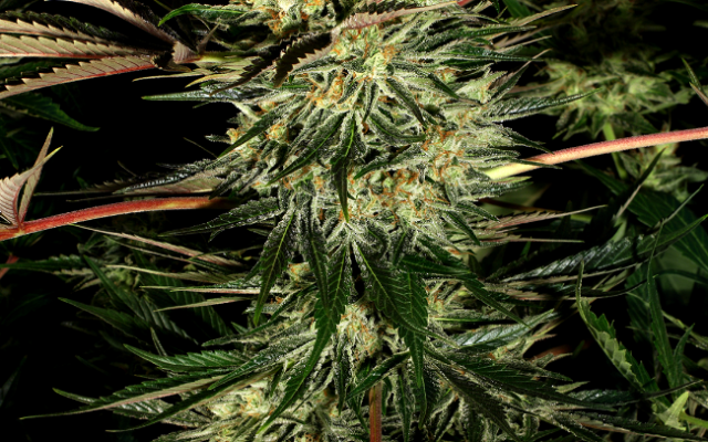 Pure Power Plant Feminisierte (Weed Seed Shop) – offizielles Produktbild