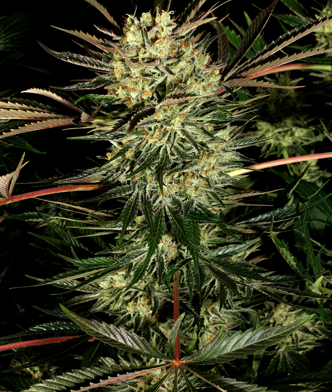 Pure Power Plant Feminisierte (Weed Seed Shop) – offizielles Produktbild
