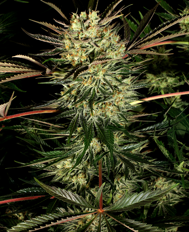 Pure Power Plant Feminisierte (Weed Seed Shop) – offizielles Produktbild