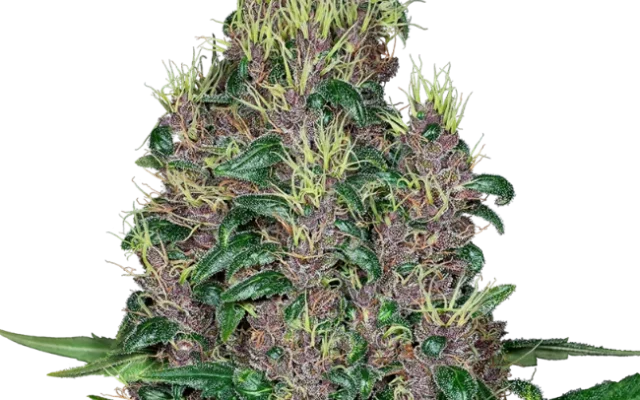 Mandarine Jam Feminized (Sensi Seeds) – Pflanze