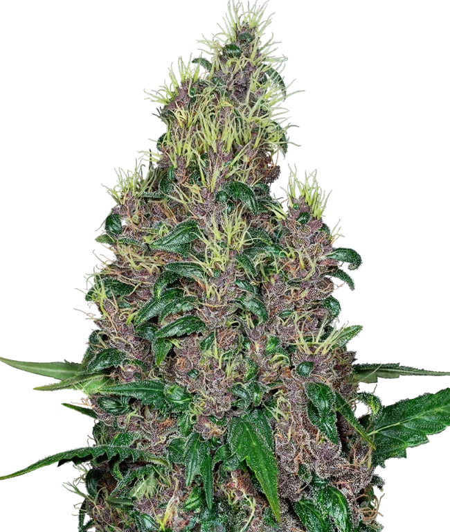Mandarine Jam Feminized (Sensi Seeds) – Pflanze