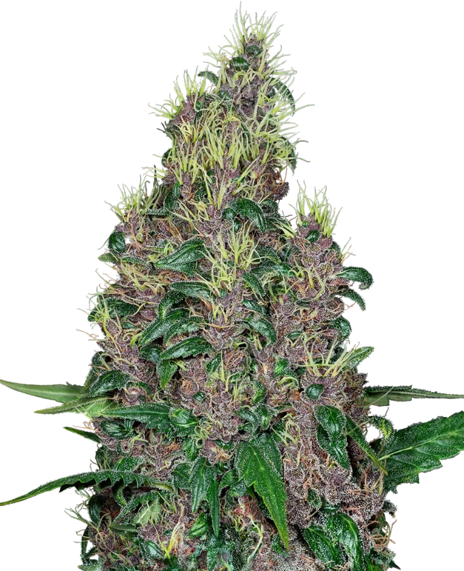 Mandarine Jam Feminized (Sensi Seeds) – Pflanze