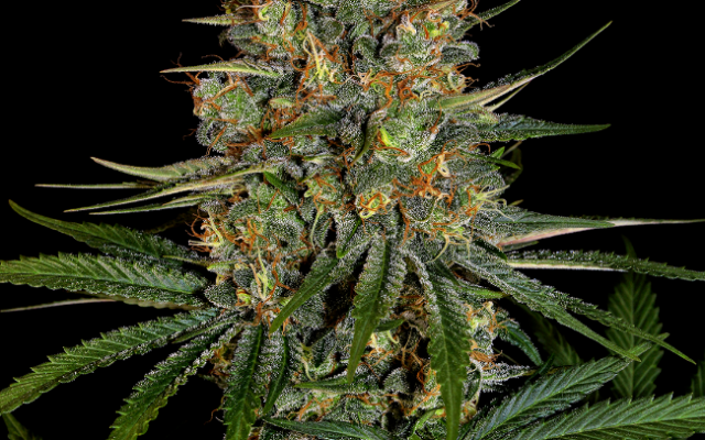 NYC Diesel Feminisierte (Weed Seed Shop) – offizielles Produktbild